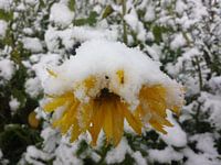 Sonnenblume im Schnee