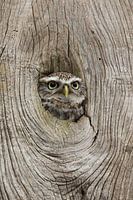 Peek-a-boo! Little owl looking through hole in tree trunk