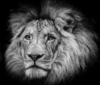 Lion noir et blanc