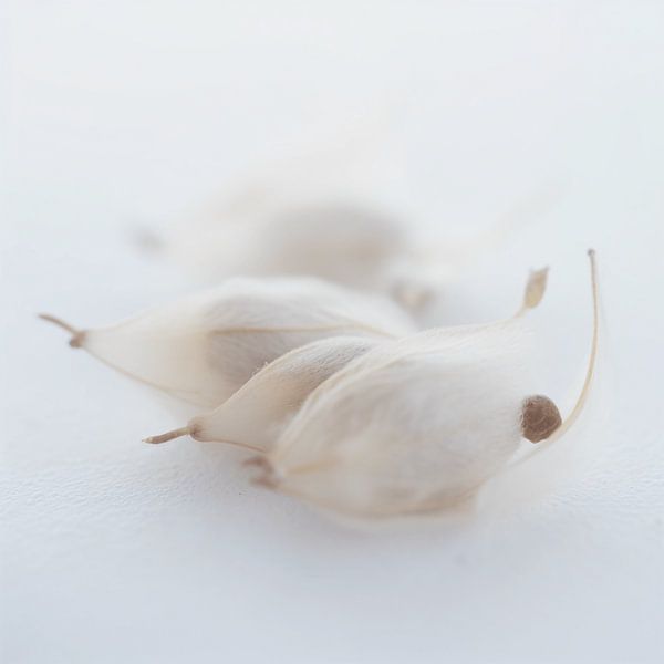 Soft Impermanence -seeds in the field by Karina Brouwer