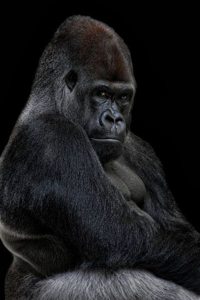 Big Boss von Joachim G. Pinkawa