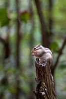 Écureuil sur un tronc d'arbre