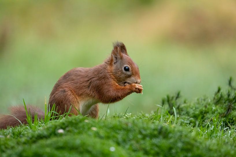 Squirrel in the woods by Tanja van Beuningen