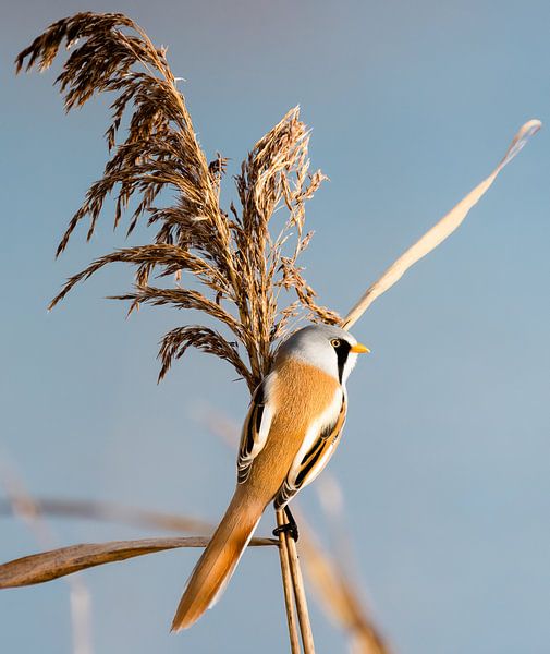 Bearded reedling in the reeds by Rob Coorens