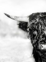 Half highlander, in black and white