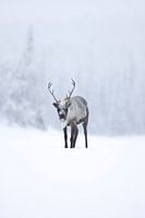 Rendier in Zweeds Lapland