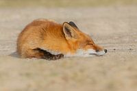Le renard dormant