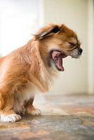 Tibetan Spaniel / Pekingese