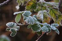 Blätter in der Kälte