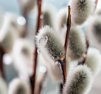 Willow catkins