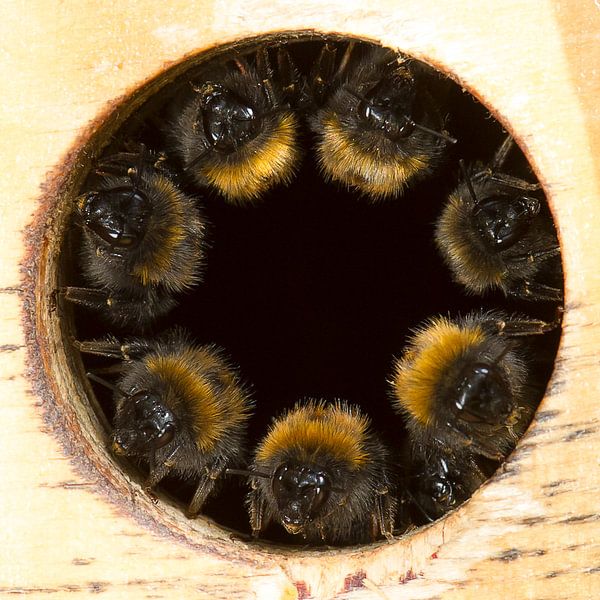 Baumhummel stehen Wache von Roel Ovinge