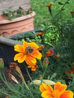 Zomer op de luchtbal