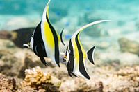 L'idole mauresque colorée