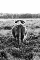 Highlander écossais sur la lande | Pays-Bas | Animalier | Photographie noir et blanc