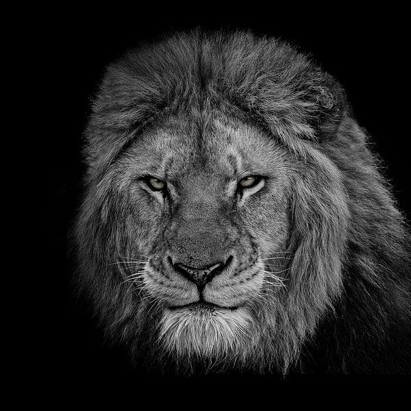 The King by Sayyed Nayyer Reza