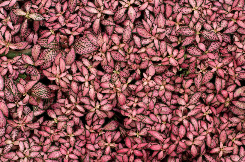 Fittonia background von Patricia Verbruggen