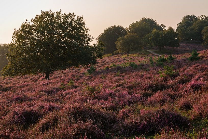 Posbank 4 par Nuance Beeld