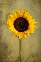 Nature morte Tournesol