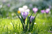 Strahlender Frühling