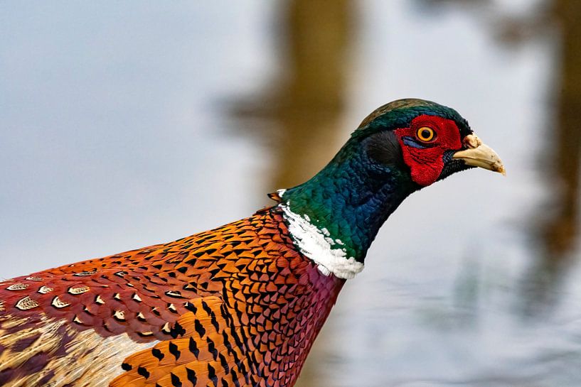 Pheasant by Merijn Loch