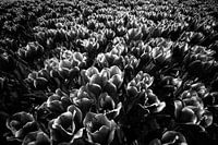 Tulpen zwart wit. 