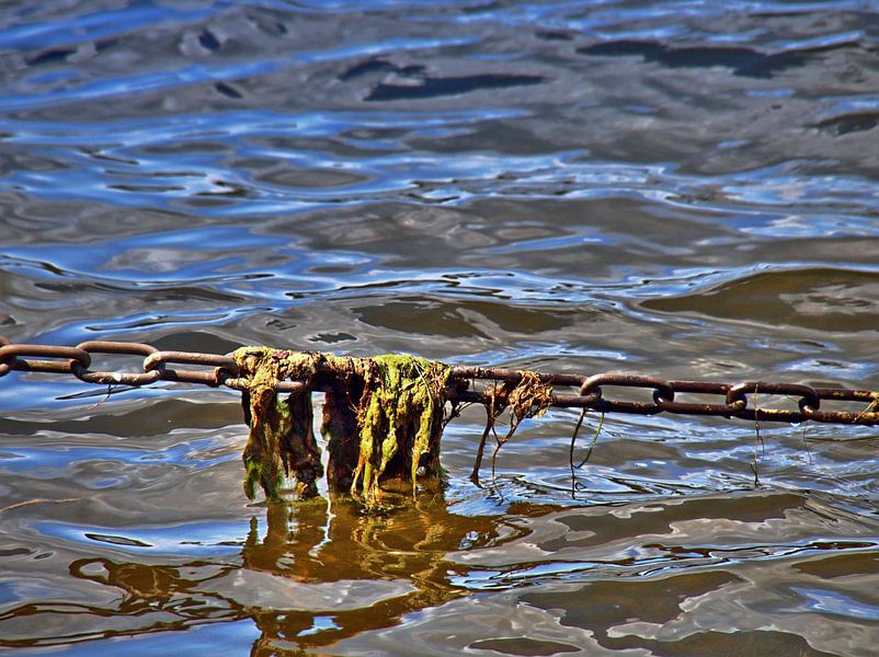 Algenbewuchs von Edgar Schermaul