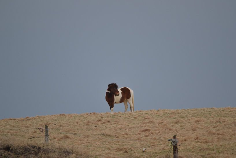 Paard von Noor Zwart