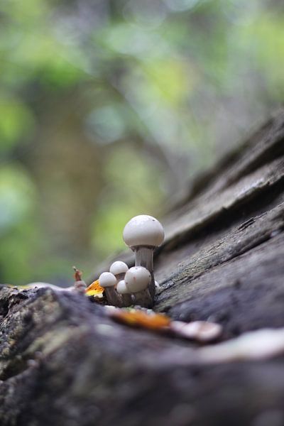 Pilz am Baum von Ruud Wijnands
