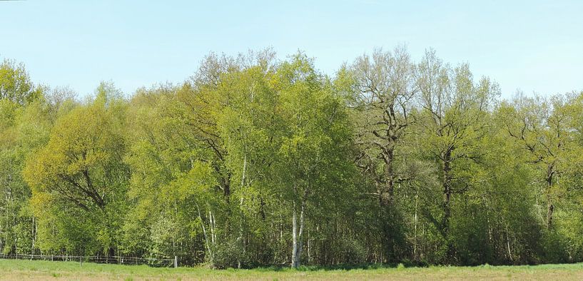 La lumière du soleil brille à la lisière de la forêt. par Wim vd Neut