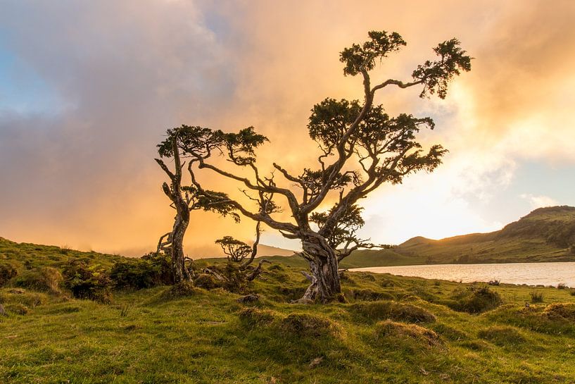 Paire torsadée par Peter Proksch