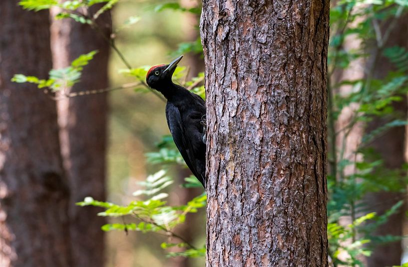 Black woodpecker by Merijn Loch