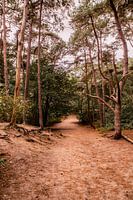 Trees on sand 1 - Loonse en Drunense Duinen