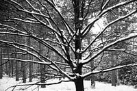 Snow in the Netherlands