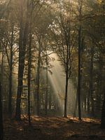 In the rays of the sun on the forest road