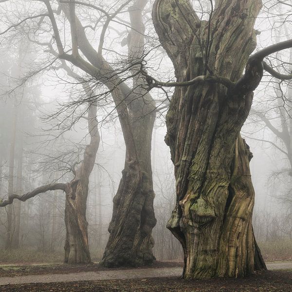 Herr Sandmann von Ellen Borggreve