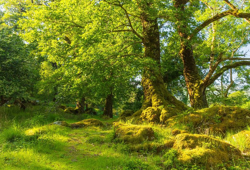 Killarney (Irland) von Marcel Kerdijk