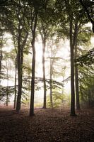 Grands arbres dans le brouillard