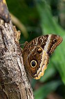 Der Eulenschmetterling