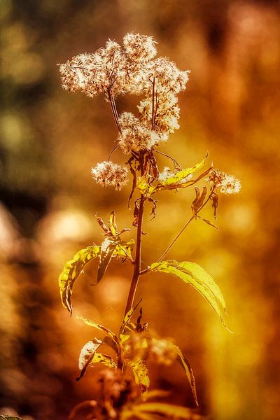 De l'herbe à la lumière par Max Steinwald