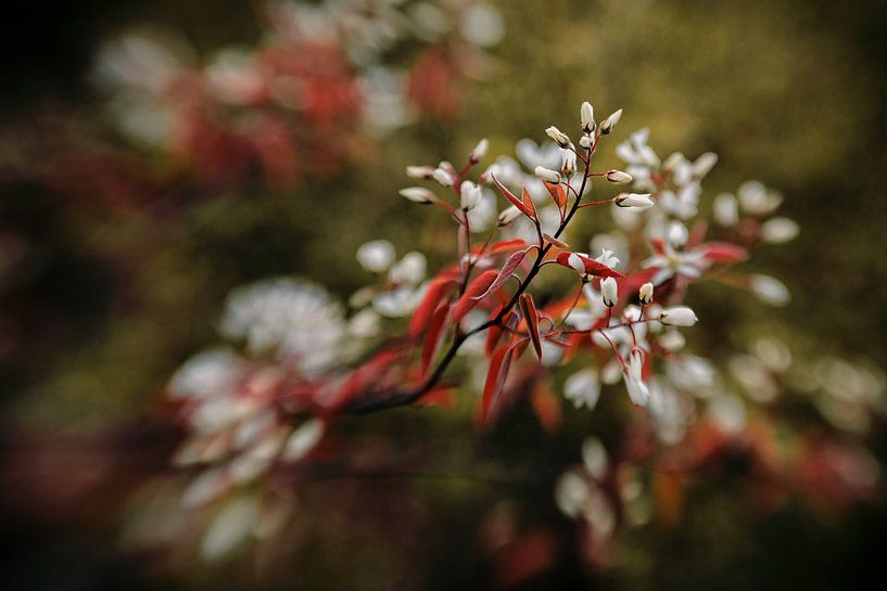 Yong Red by Hiske Boon