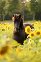 Isländer zwischen Sonnenblumen