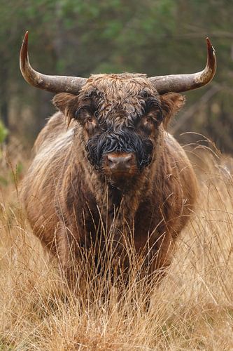 Schottischer Highlander-Stier von Menno Schaefer