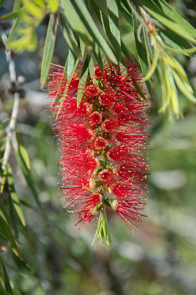 Une plante rouge de Callistemon en pleine floraison par David Esser