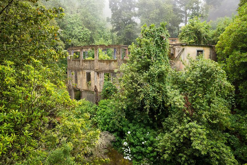 Overgroeide ruïne par Michel van Kooten