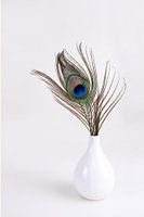 Plume de paon dans un vase blanc