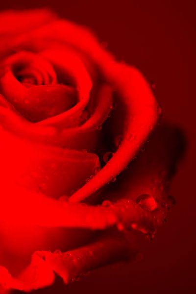 Rose par Falko Follert