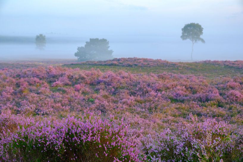 Le paysage de Heathland pendant le lever du soleil en été par Sjoerd van der Wal Photographie