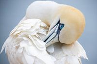 Jan van Gent auf Helgoland