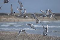 Flussseeschwalben auf dem Strand von IJmuiden