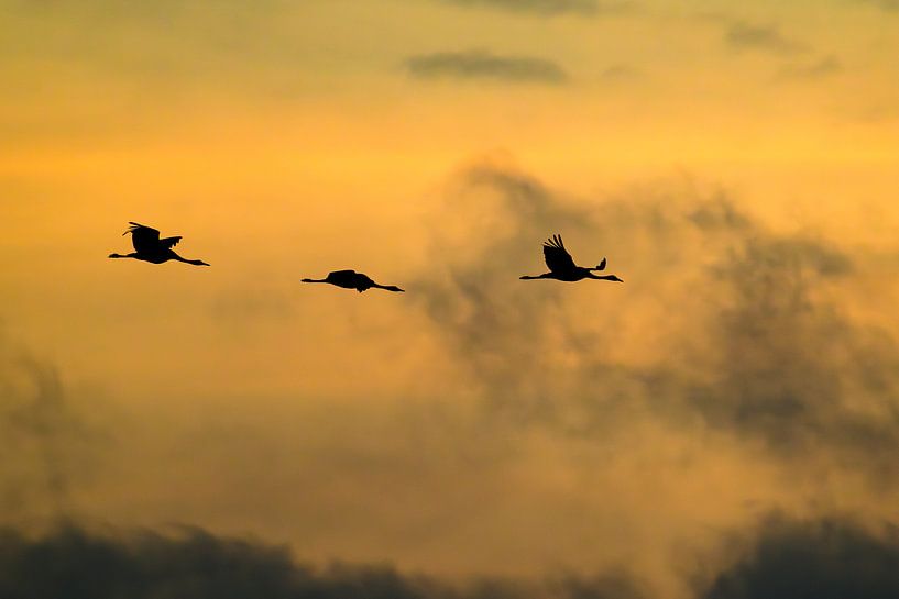 Crane birds flying in the air during autumn migration  by Sjoerd van der Wal Photography